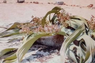 Enam Fakta Welwitschia, Tanaman Gurun Namib yang Punya Gender 
