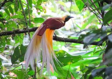 Wisatawan Mancanegara Minati Spesies Burung Langka di Fakfak