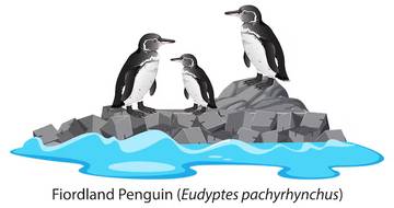 Penguin Melamar Dengan Batu 