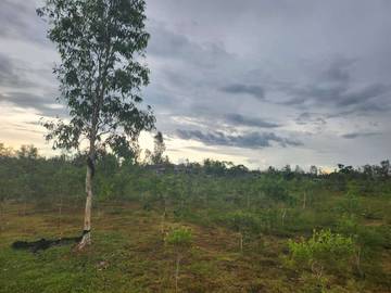 Rumah Produksi Minyak Kayu Putih akan Dibangun Difakfak