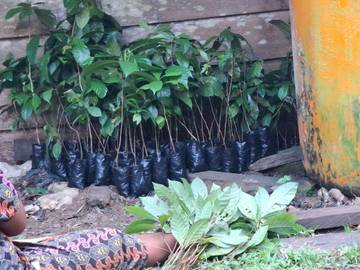 Warga Siboru Antusias Dukung Penanaman Kopi