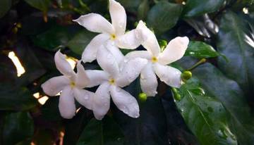 Wangi Alami Favorit Dunia Parfum