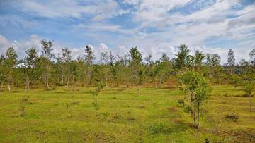 Kelompok Karya Mandiri Kembangkan Minyak Kayu Putih Fakfak