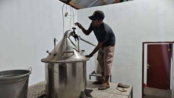 Proses Penyulingan Minyak Kayu Putih Bombrai