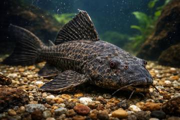 Fakta Menarik Lainnya Tentang Ikan Sapu-Sapu