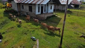 Pengusaha Muda Fakfak Tekuni Usaha Ternak Sapi