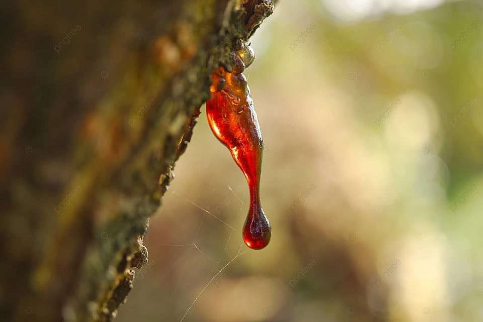 Pohon Damar Merah
