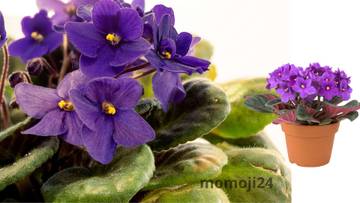 Sudah Menanam Bunga? Yuk Kenalan dengan African Violet!