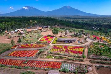 Pilihan Destinasi Agrowisata di Indonesia 