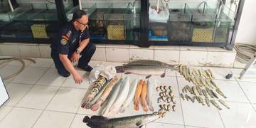Pemusnahan Ikan Predator di Jakarta Timur Oleh KKP