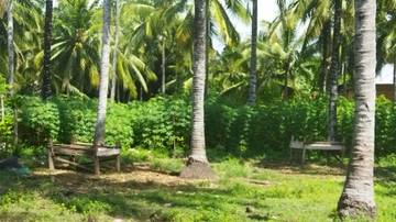 Hilirisasi Produk Tanaman Kelapa Jadi  Bahan Baku Industri