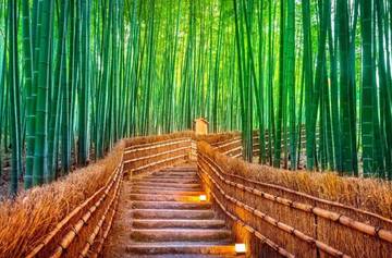 Hutan Bambu Sagano, Simbol Keindahan Alam dan Budaya Kyoto