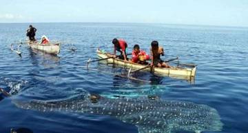 Wisata Hiu Paus Botubarani Kian Diminati