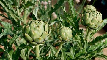 Studi: Daun Artichoke Awetkan Daging Ayam