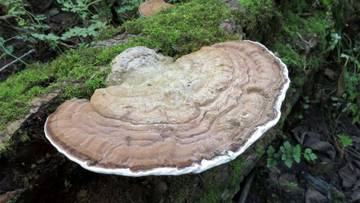 Manfaat dan Fakta Menarik Jamur Ganoderma