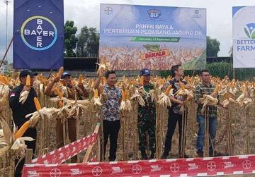 Dukung Ketahanan Pangan, Koramil 1315-04/Tibawa Ikut Panen Jagung 
