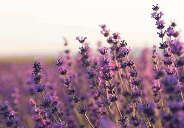 Berikut 13 Bunga Tercantik di dunia