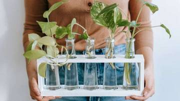 Tanaman Yang Tumbuh Subur Dalam Media Tanam air