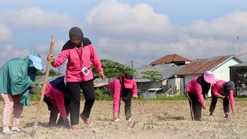 Lapas Perempuan Tanam Jagung Hibrida Dukung Ketahanan Pangan