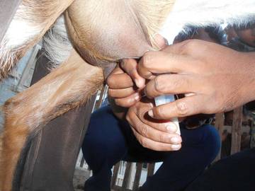 Susu Kambing Gorontalo Berpotensi Besar Untuk Industri Pangan