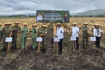 Panen Raya Jagung Perkuat Ketahanan Pangan Gorontalo
