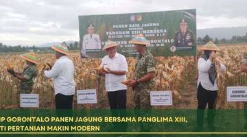 Panen Raya Jagung di Gorontalo Kolaborasi TNI-Pemerintah