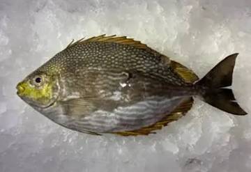 Ikan Baronang, Ketahui Manfaatnya bagi Tubuh