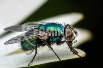 Waspada Ancaman Lalat bagi Kesehatan dan Pangan
