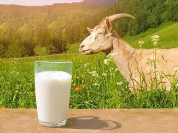 Manfaat Susu Kambing untuk Kesehatan