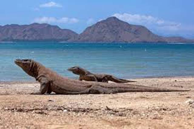 Pulau Komodo Salah Satu Destinasi Terbaik Dunia 2026 