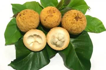 Buah Kecapi (Sandoricum koetjape)