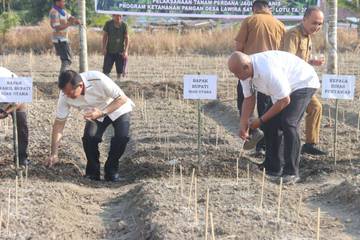 Tanam Perdana Jagung Manis di Nias Utara Sukses