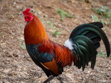 Hobi Terhadap Ayam Bangkok di Indonesia Masih Tinggi