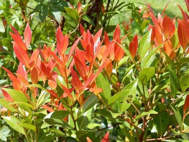 Pucuk Merah Bukan Sekedar Tanaman Hias Biasa