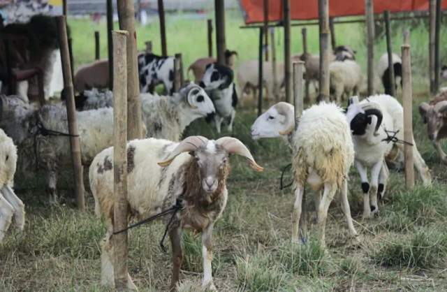 Panduan Lengkap Berkurban Sesuai Syariat Agama dan Pemerintah