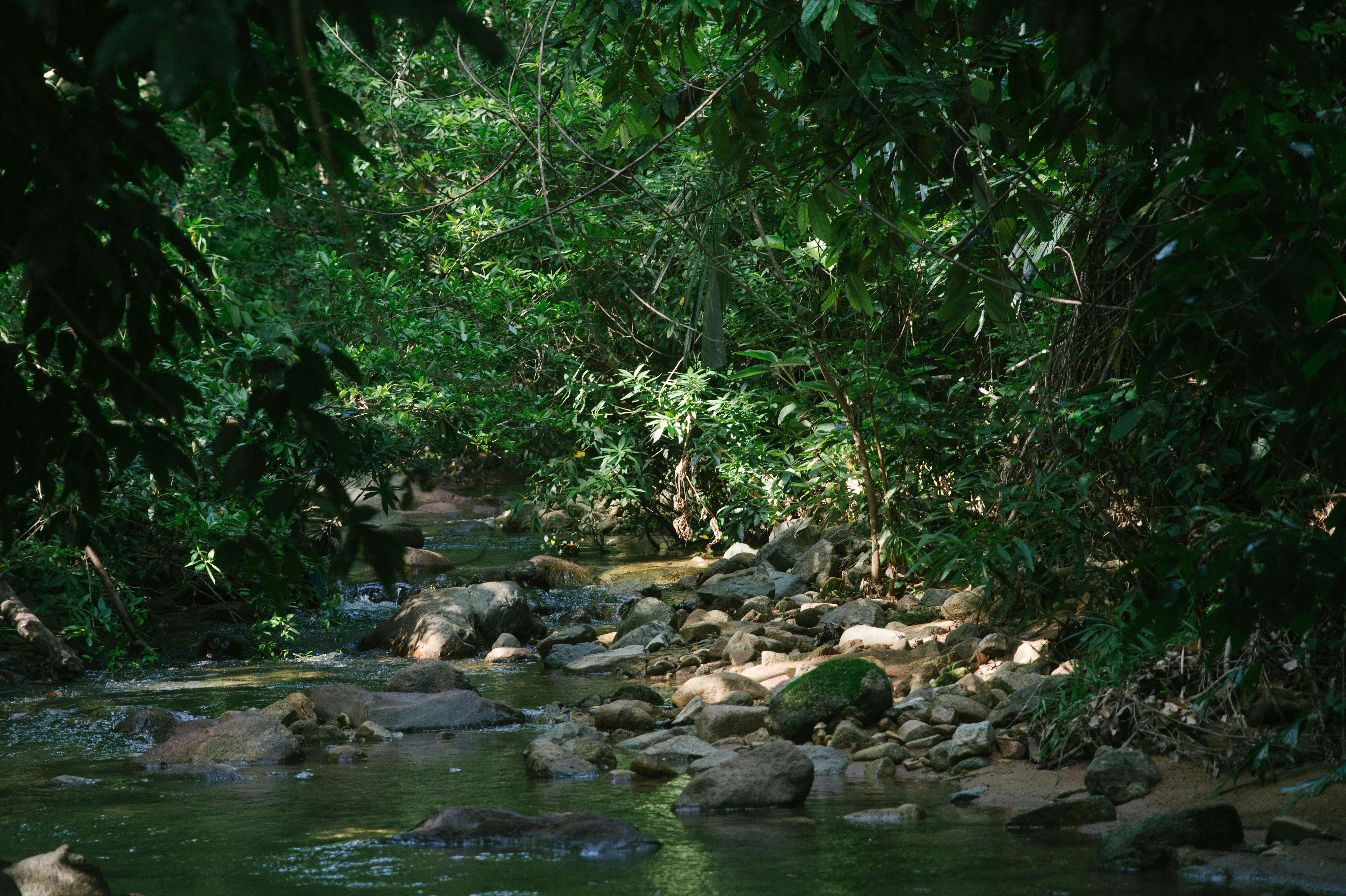Hutan Rimba Track Menyambut Tahun Baru di Tengah Hutan Rimba - RRI.co.id