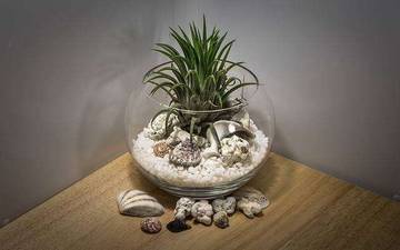 Terarium, Solusi Bertanam Bagi Anda yang Kekurangan Lahan