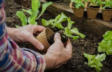 Langkah untuk berkebun pemula