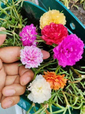Ternyata Ini Alasan Kaum Ibu Banyak Menyukai Tanaman Hias
