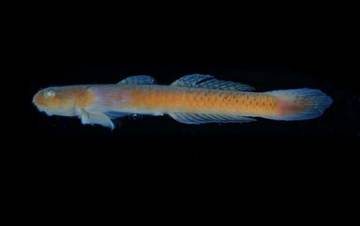 Mengenal Ikan Gobi, Sang Petualang Sungai dan Laut