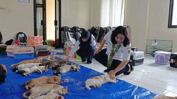Ratusan Kucing di Jakarta Barat Disterilisasi
