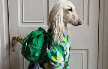 Samantha, Ras Anjing Afghan Hound Paling Stylish