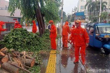 Pohon Angsana Tumbang di Kemang Raya Tuntas Ditangani 
