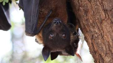 Dinkes Jakarta Perkuat Kewaspadaan Hadapi Ancaman Virus Nipah