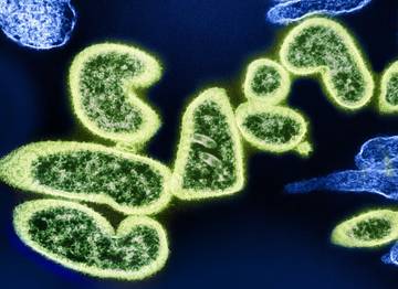 Waspadai Virus Nipah, Tetap Tenang