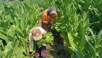 Rukki Tolak Lapisan Baru Cukai Rokok