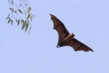 Mengenal Virus Nipah, Gejalanya dan Pencegahannya