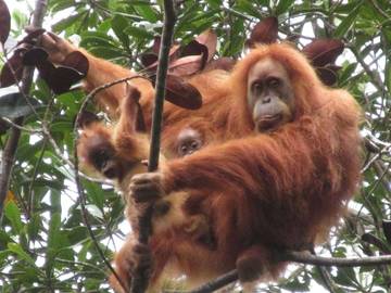 Harapan Baru Orangutan Tapanuli Pasca Bencana Batang Toru