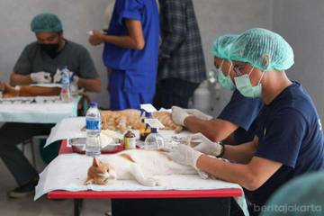 Sterilisasi Kucing Diperluas Tekan Ledakan Populasi