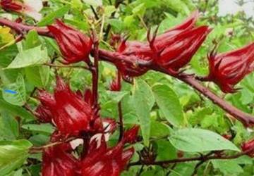 Selain Cantik Bunga Rosella juga Menyehatkan